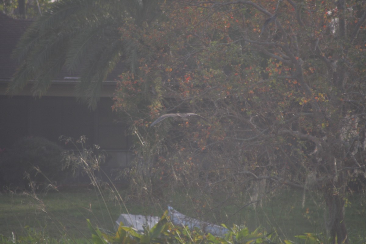 Американская выпь - ML646266379