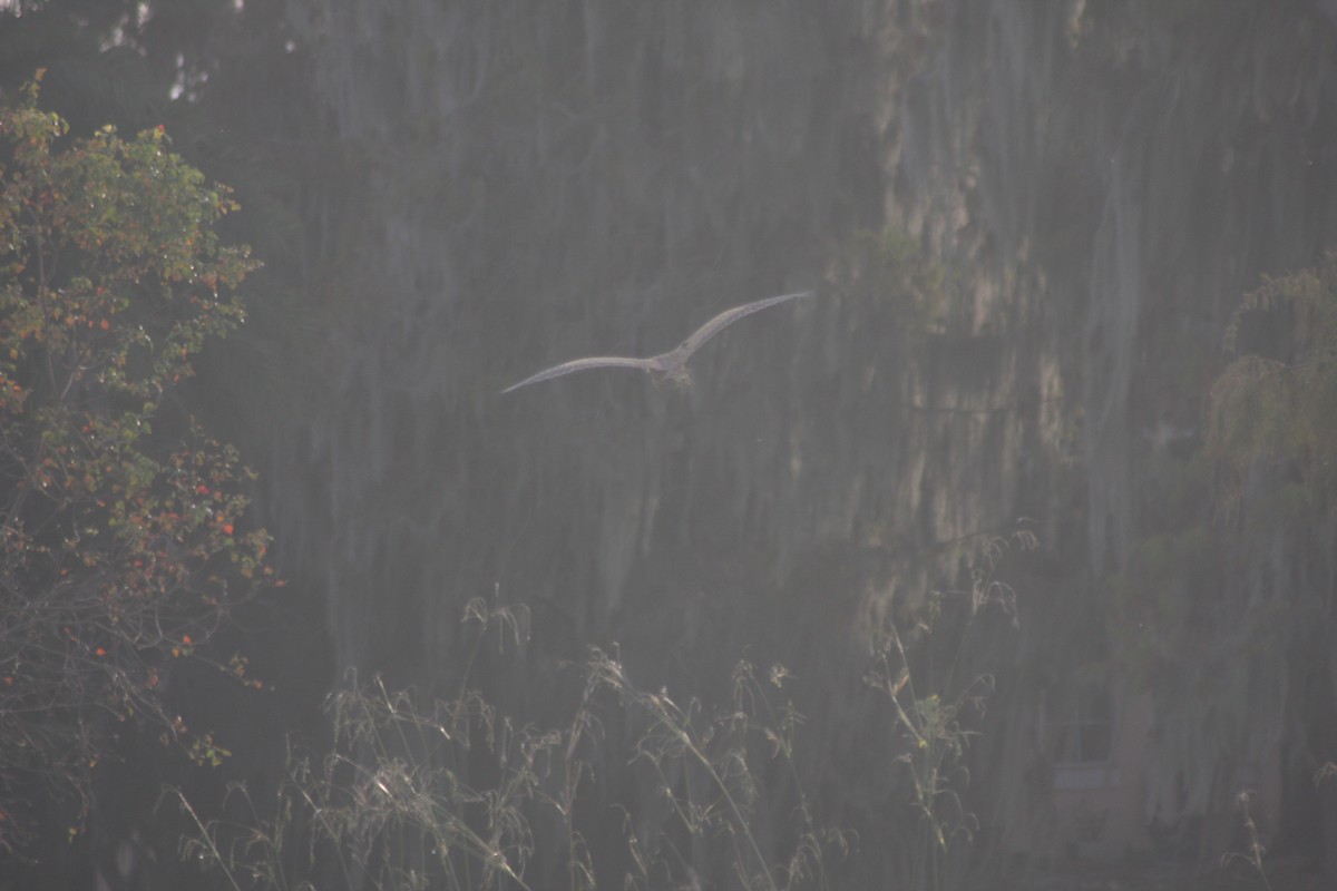 Американская выпь - ML646266380