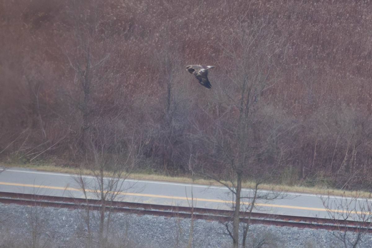 Golden Eagle - ML646266384