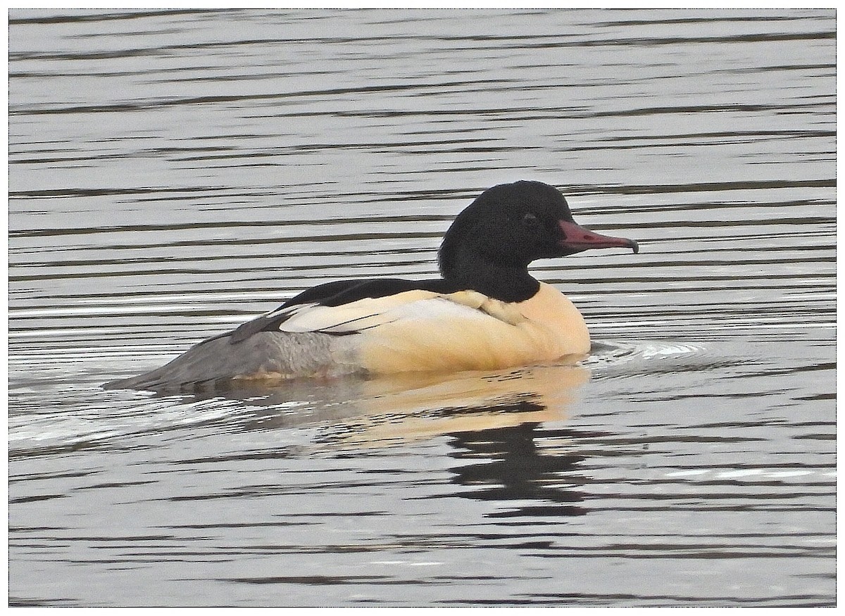 川秋沙 - ML646266393