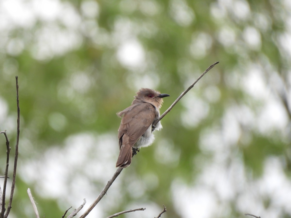Ash-colored Cuckoo - ML646266401