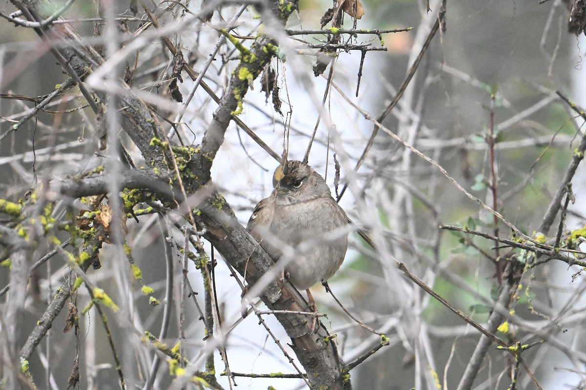Golden-crowned Sparrow - ML646266402
