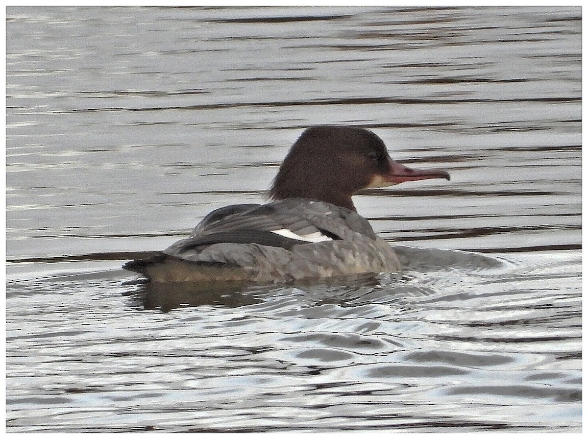 川秋沙 - ML646266403