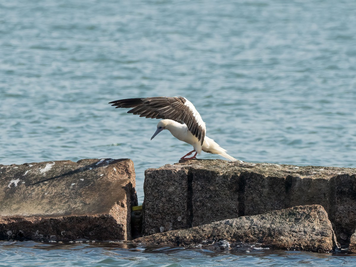 Red-footed Booby - ML646266406