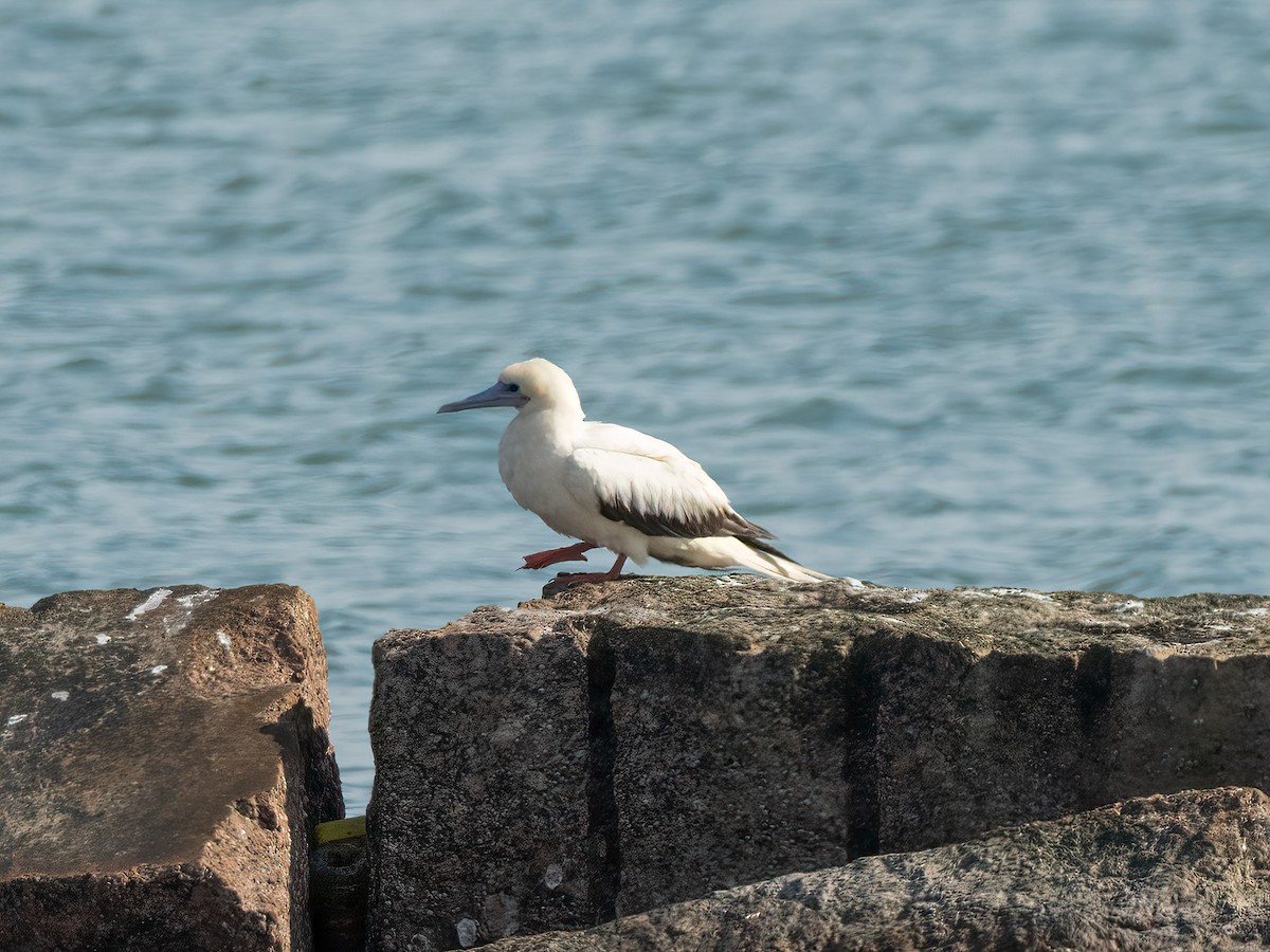 Red-footed Booby - ML646266407