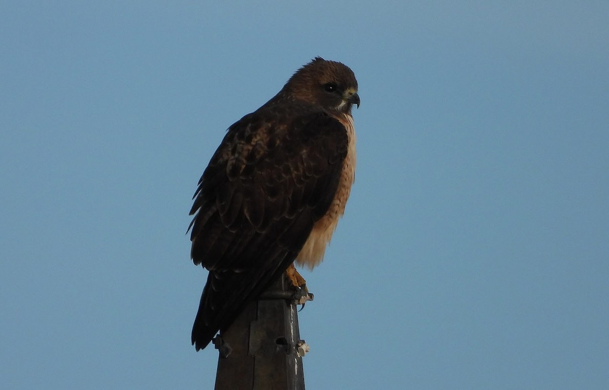 Red-tailed Hawk - ML646266408