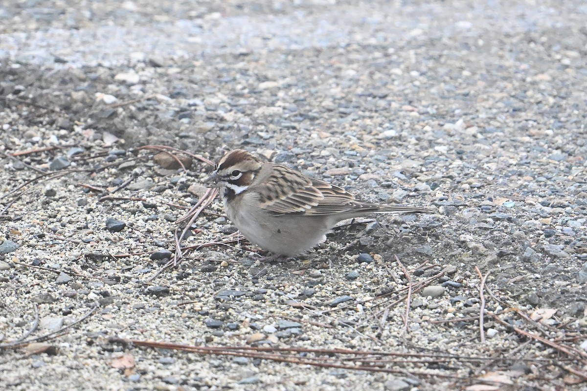 Lark Sparrow - ML646266412