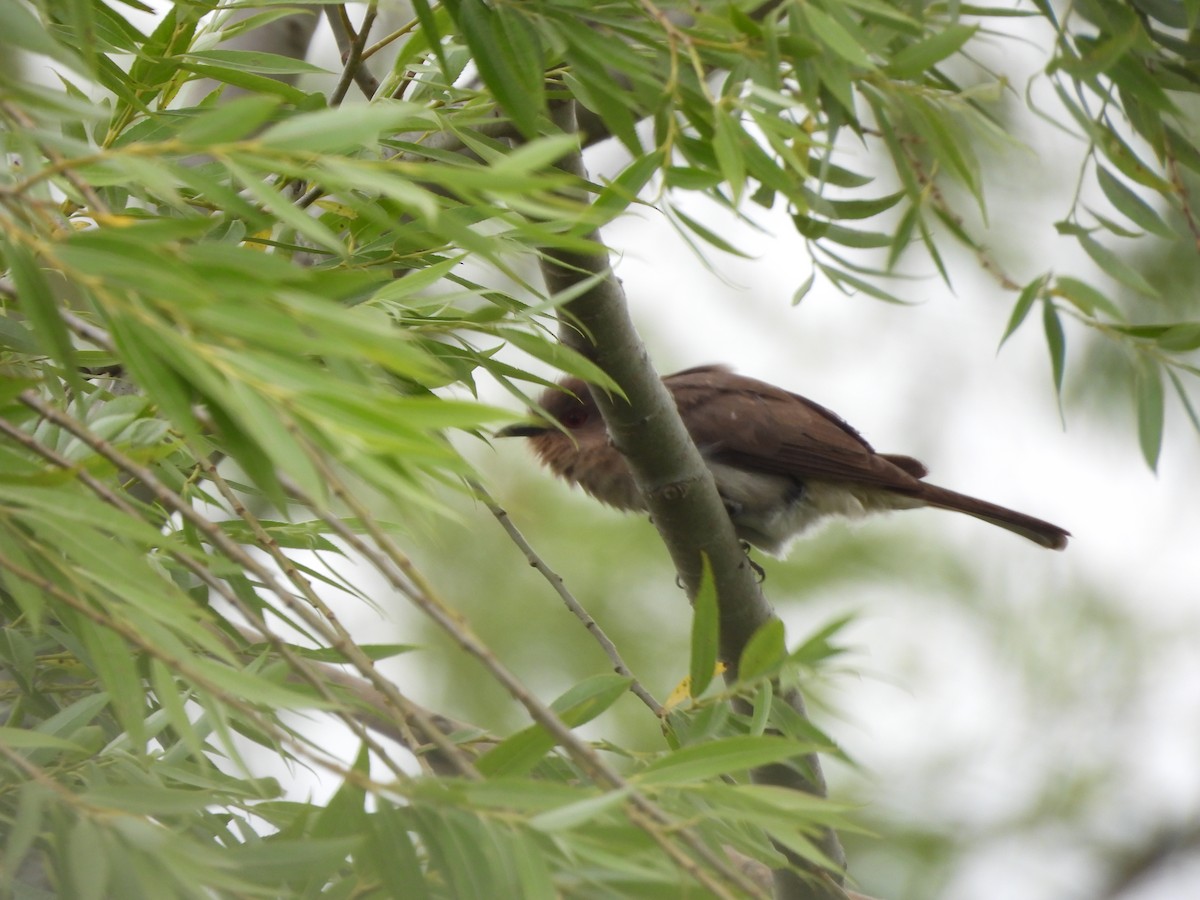 Ash-colored Cuckoo - ML646266413