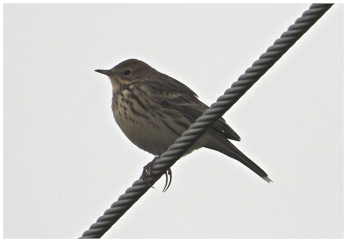 草地鷚 - ML646266415