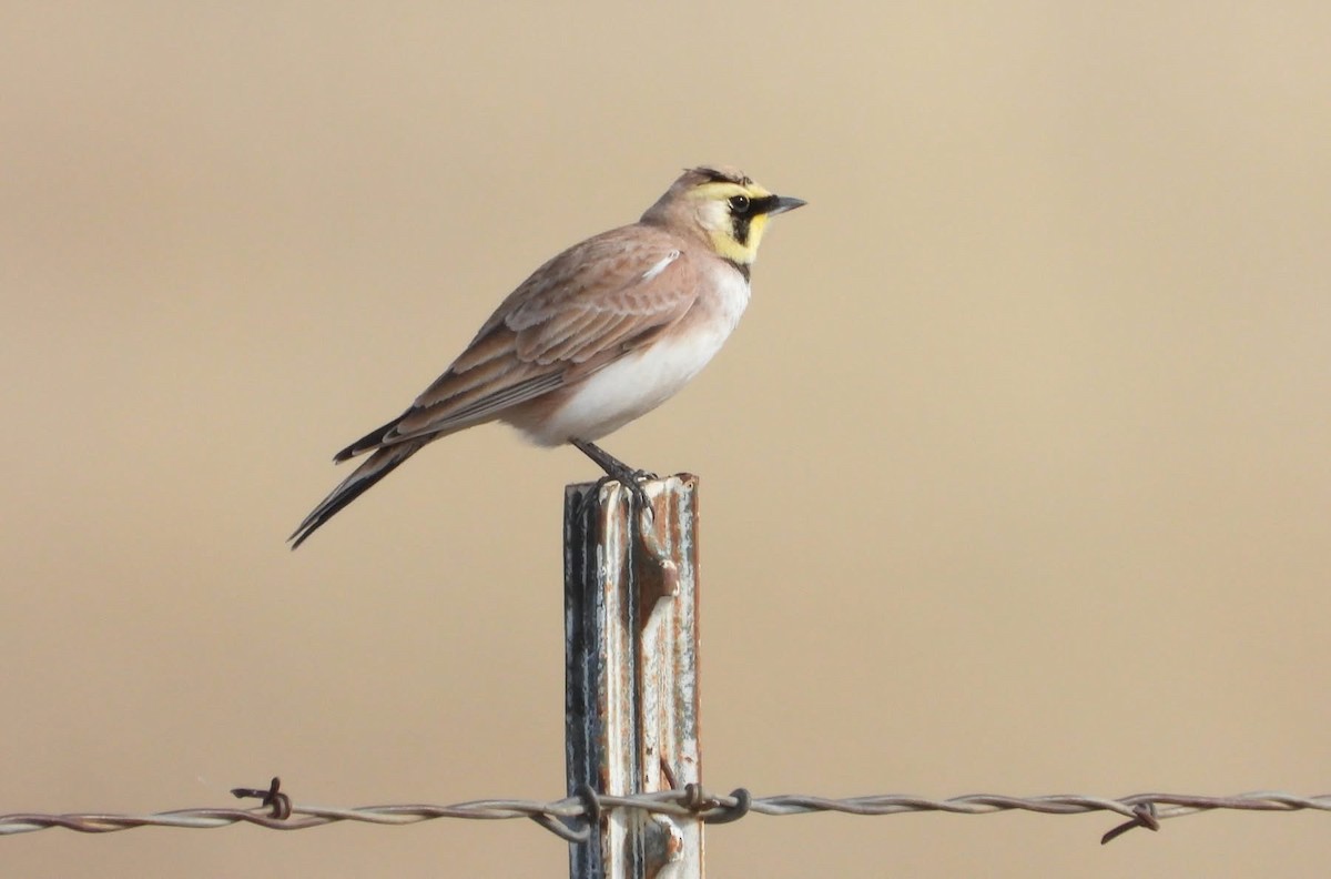 Horned Lark - ML646266416