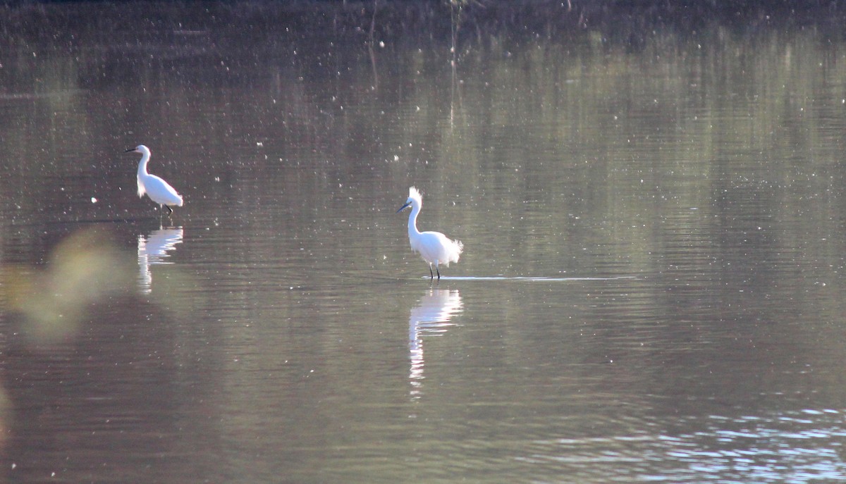 Snowy Egret - ML646266418