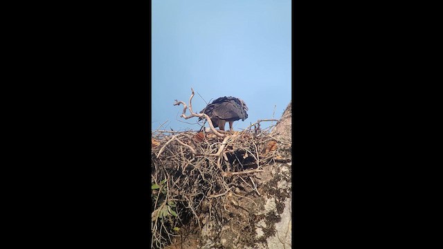 Harpy Eagle - ML646266419