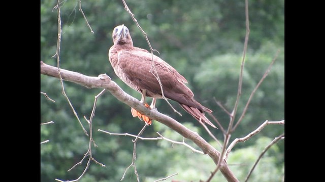 Brown Booby - ML646266420