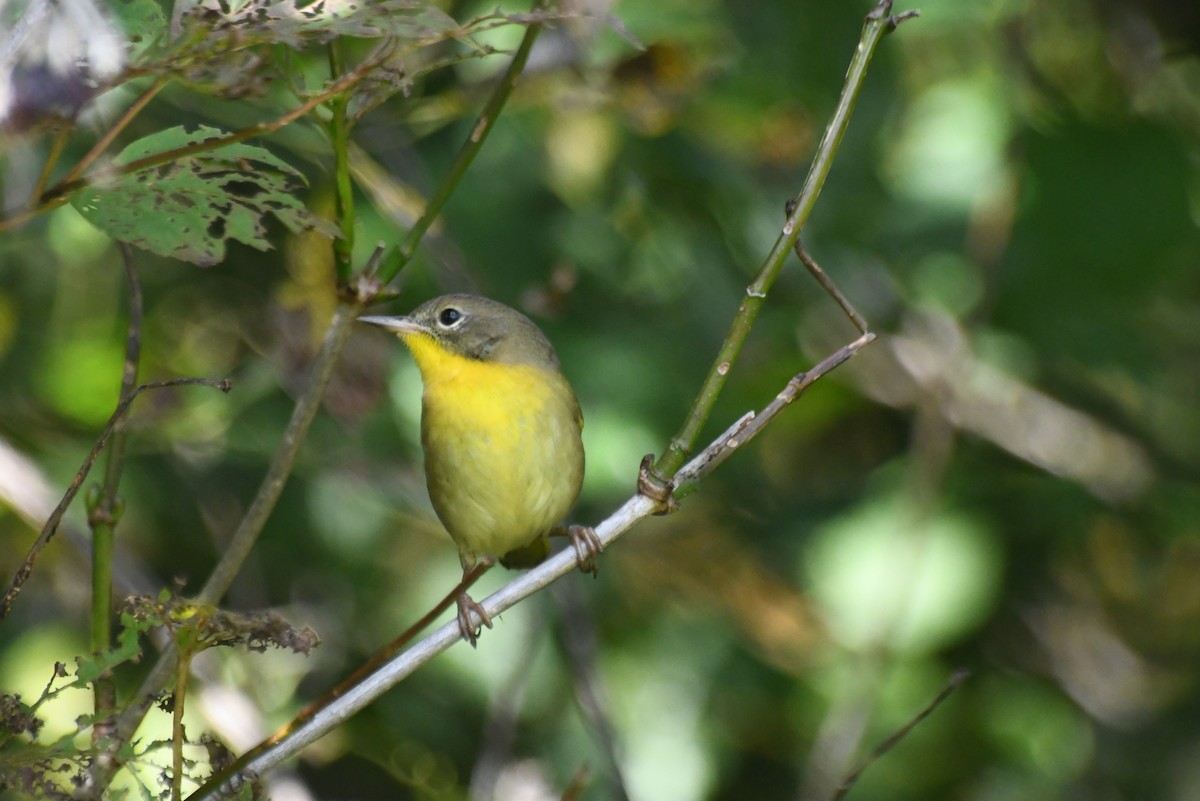 Common Yellowthroat - ML646266421