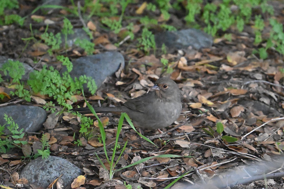 California Towhee - ML646266422