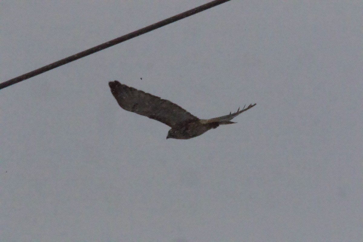 Red-tailed Hawk - ML646266429