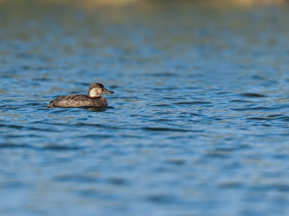 Black Scoter - ML646266430