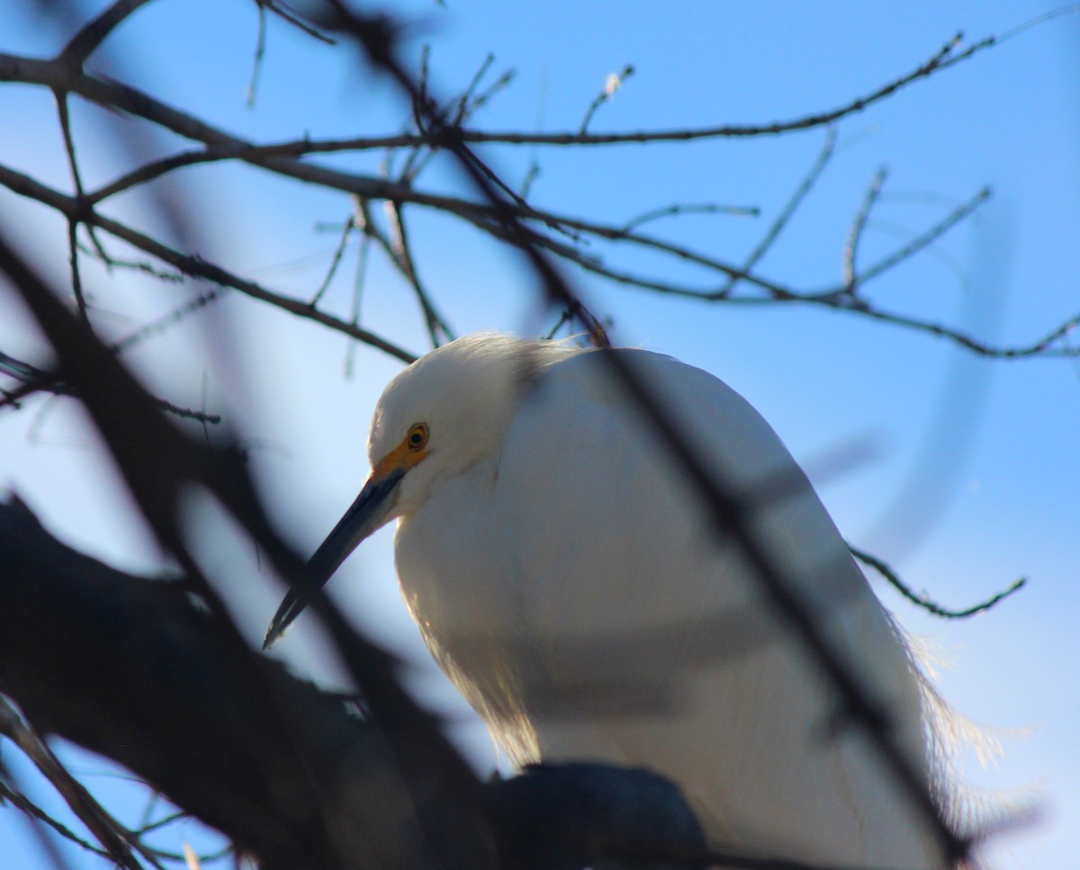 Snowy Egret - ML646266431