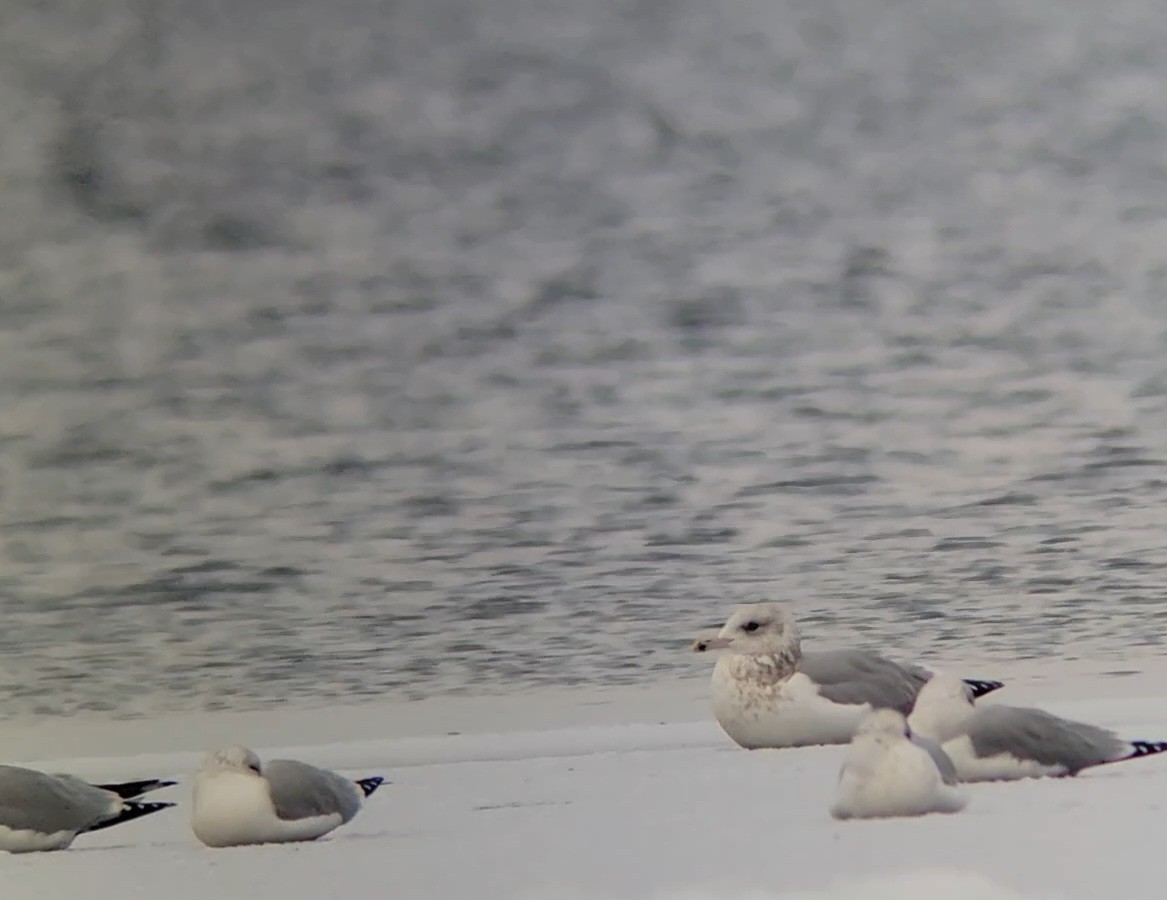 American Herring Gull - ML646266435