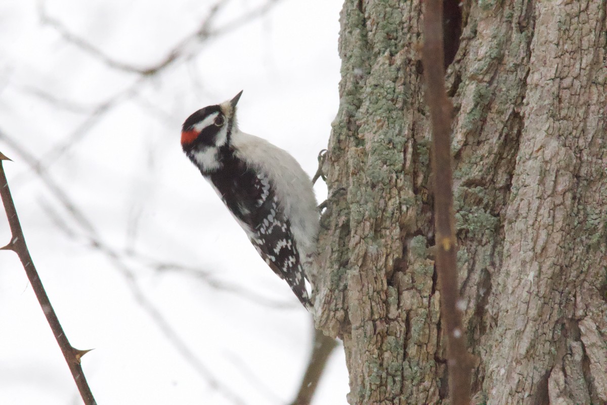 Downy Woodpecker - ML646266436