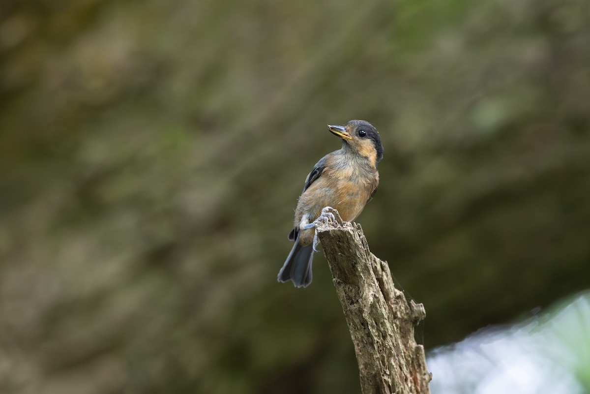 Owston's Tit - ML646266437