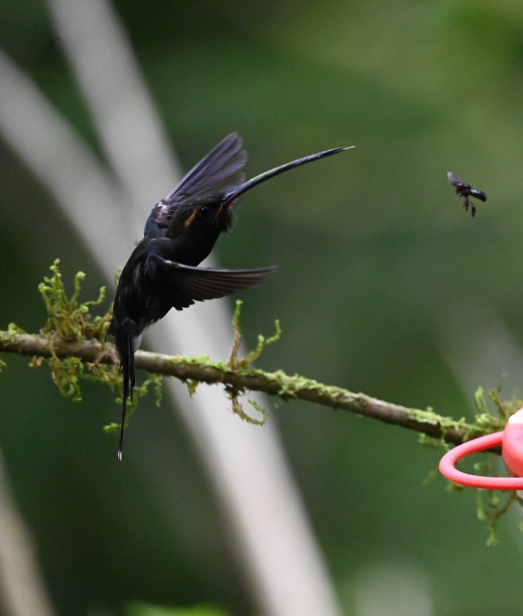 White-whiskered Hermit - ML646266439