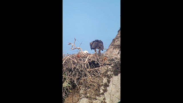 Harpy Eagle - ML646266440