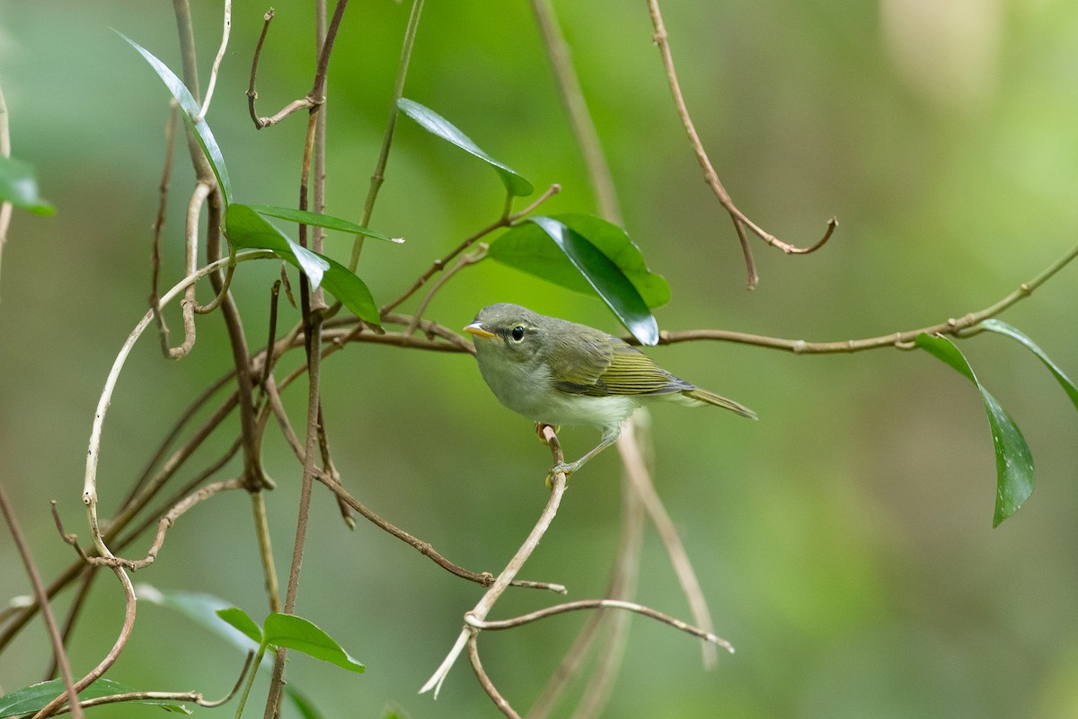 Ijima's Leaf Warbler - ML646266442