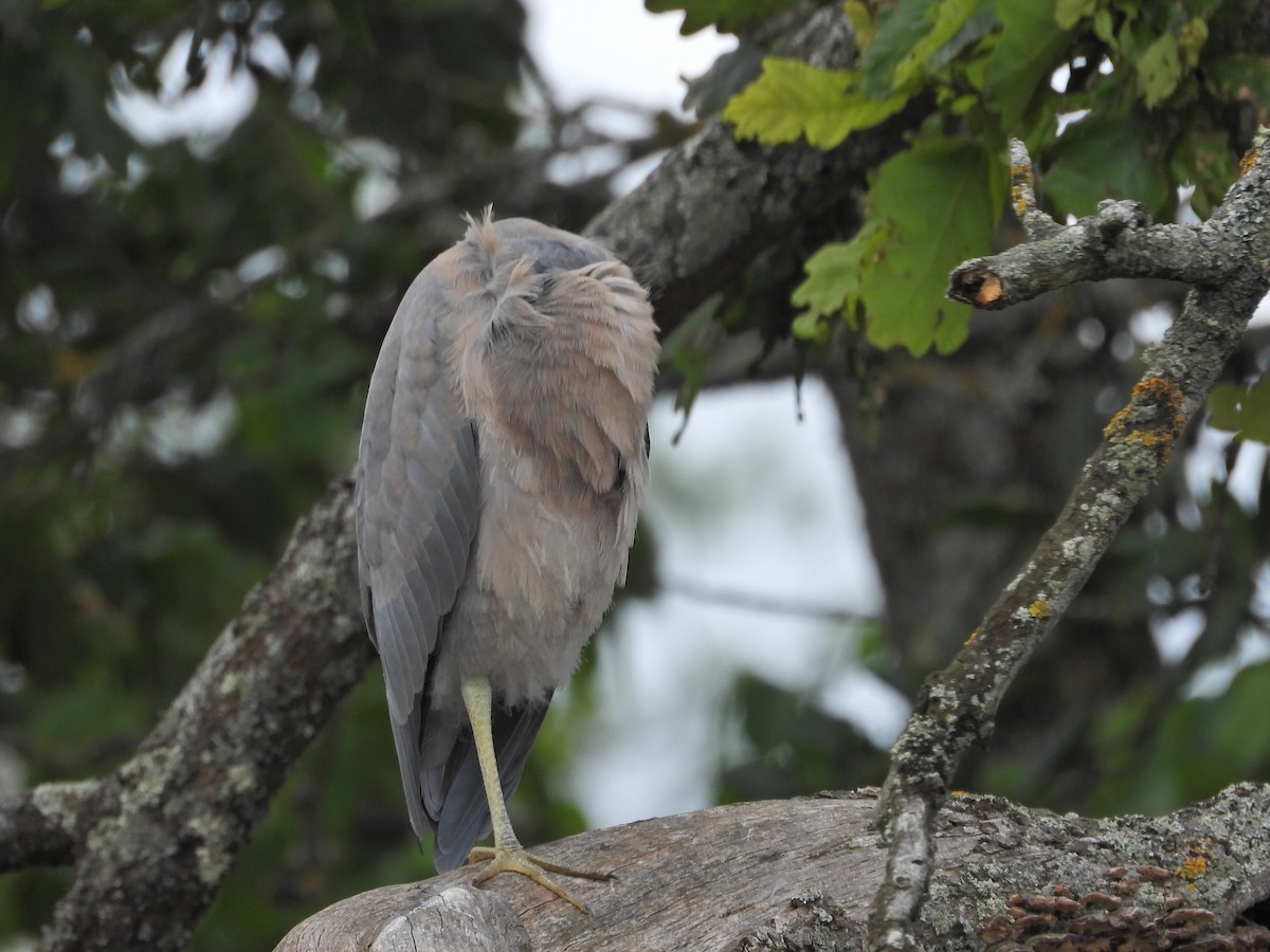 White-faced Heron - ML646266443
