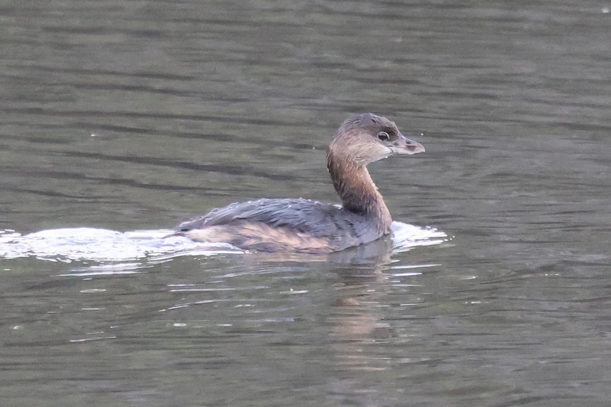 Pied-billed Grebe - ML646266444