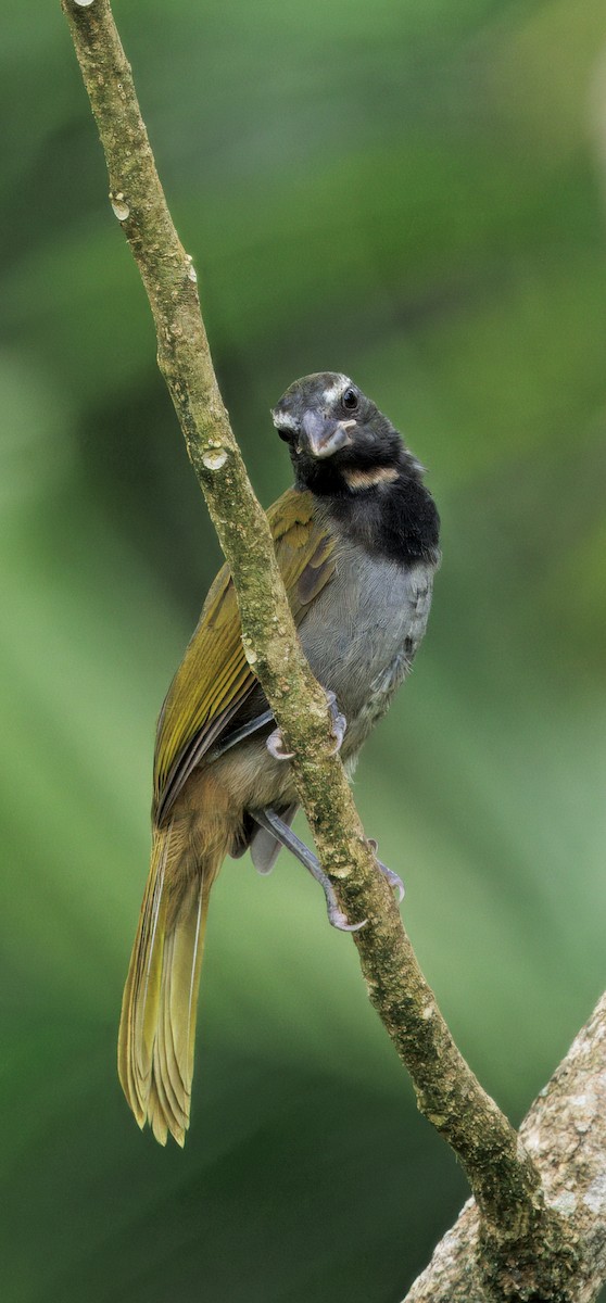 Buff-throated Saltator - ML646266445