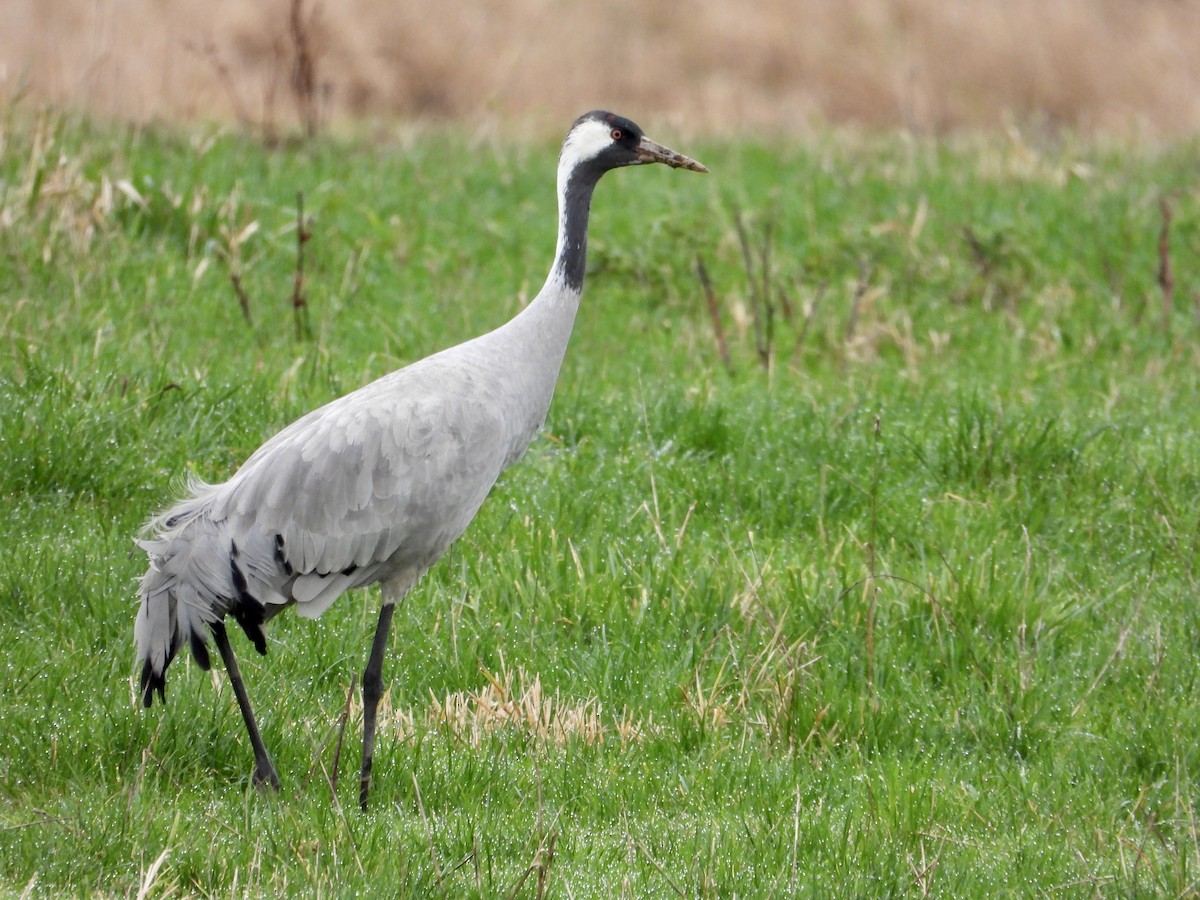 Common Crane - ML646266455