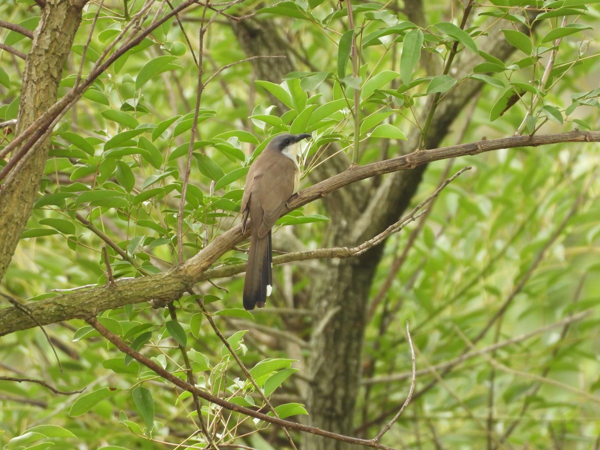 Dark-billed Cuckoo - ML646266456