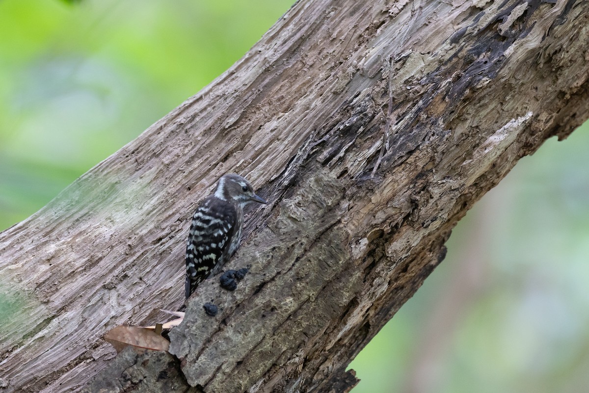 Japanese Pygmy Woodpecker - ML646266459