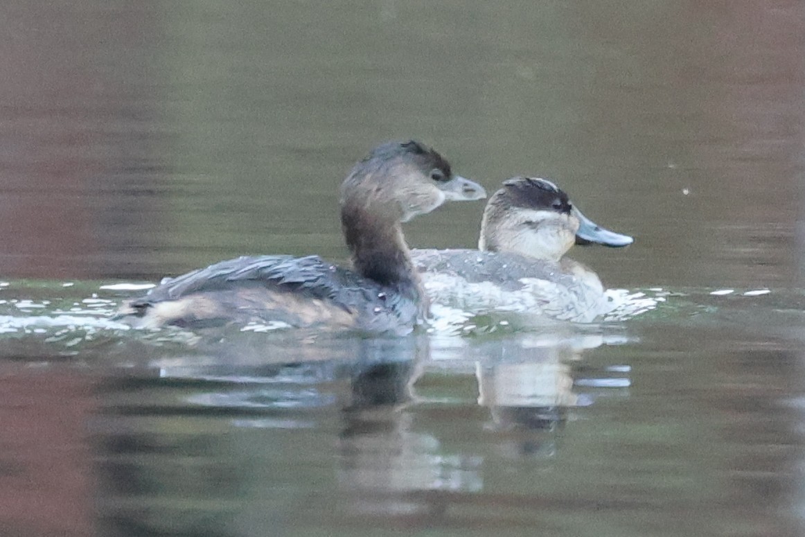 Pied-billed Grebe - ML646266463