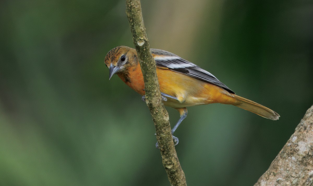 Baltimore Oriole - ML646266465