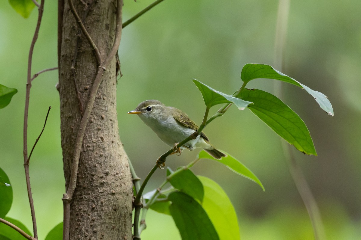Ijima's Leaf Warbler - ML646266466