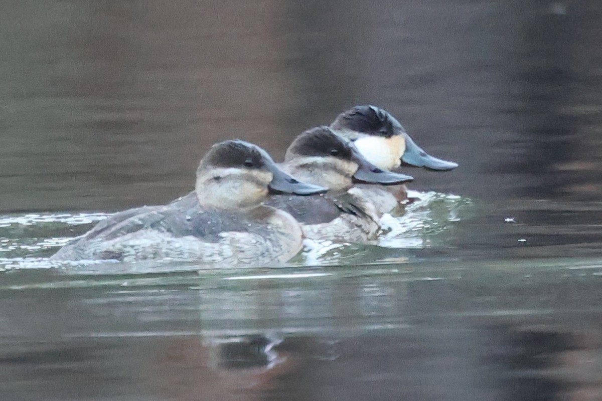 Ruddy Duck - ML646266468