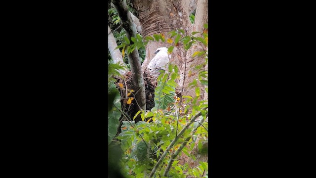 Гарпія гвіанська - ML646266469