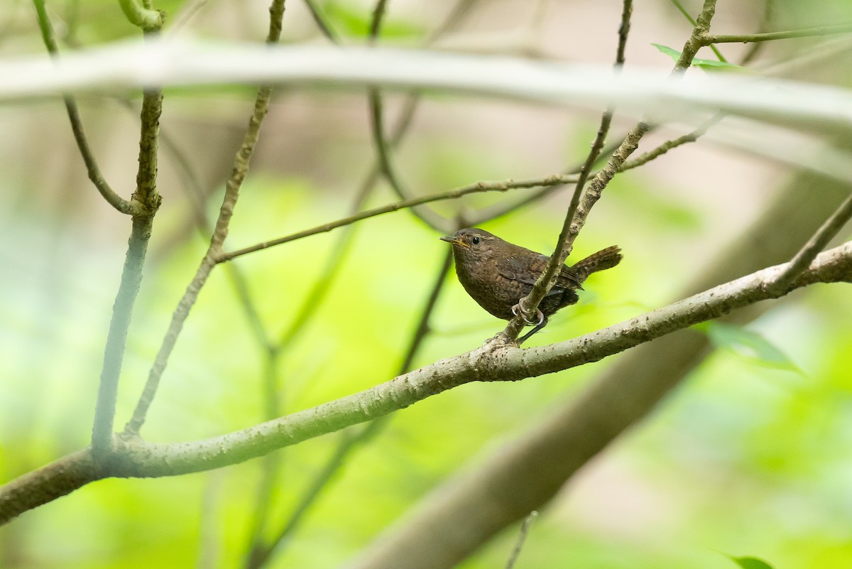 Eurasian Wren (Eurasian) - ML646266470