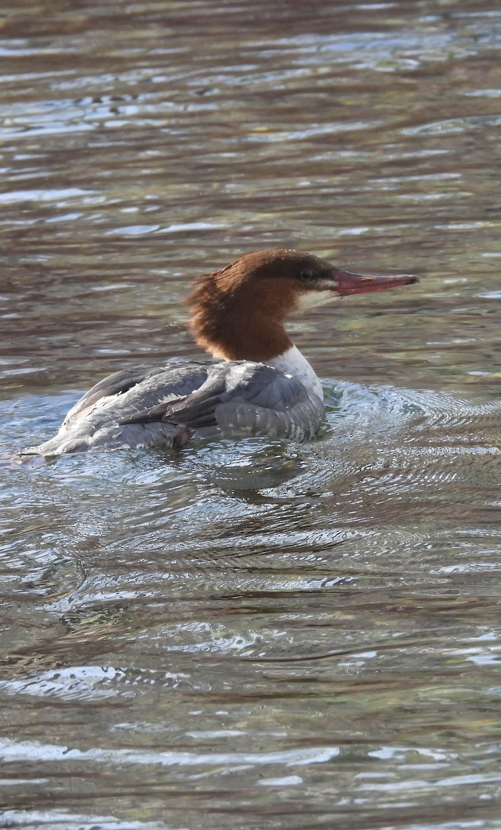 Common Merganser - ML646266472