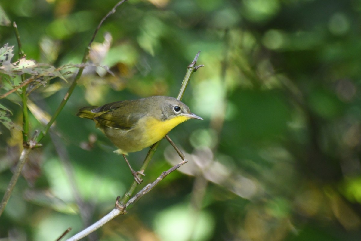 Common Yellowthroat - ML646266474