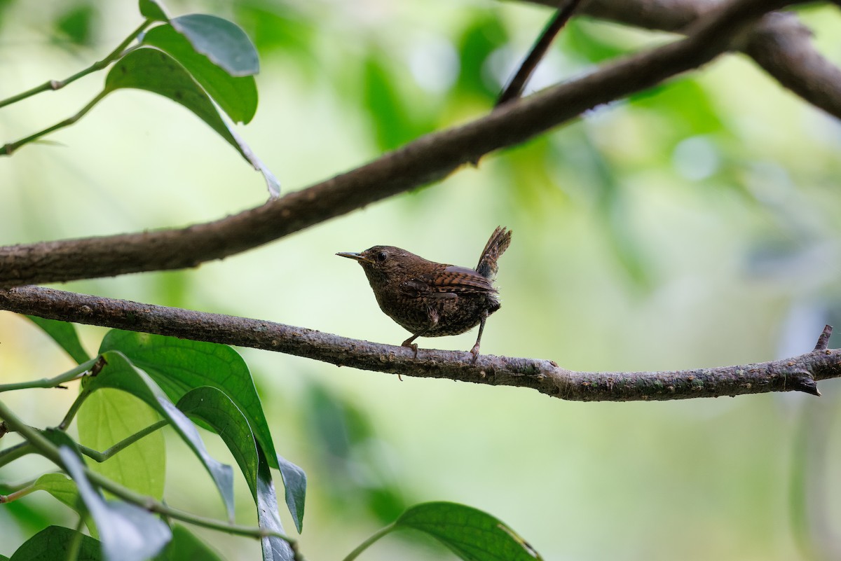 Scricciolo [gruppo troglodytes] - ML646266476