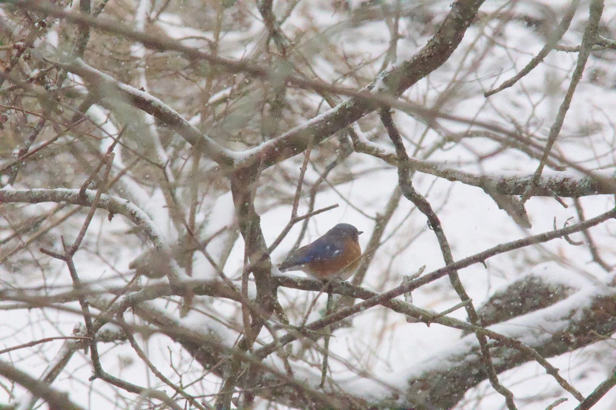 Doğulu Mavi Ardıç - ML646266478