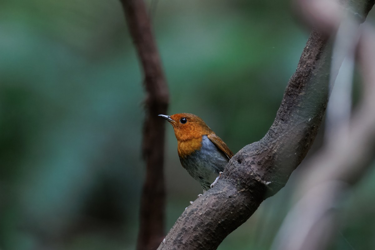 Izu Robin - ML646266481