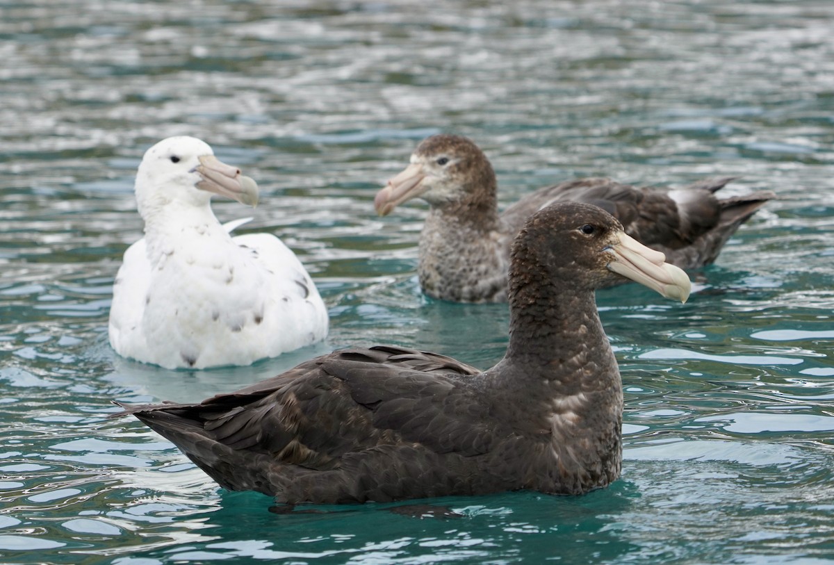 sørkjempepetrell - ML646266482