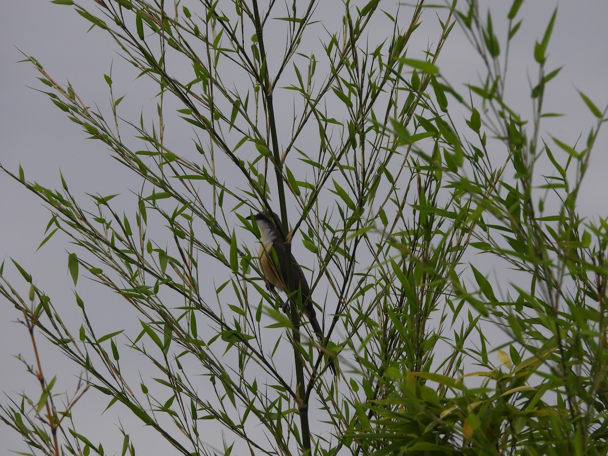 Галапагосская пиайя - ML646266485