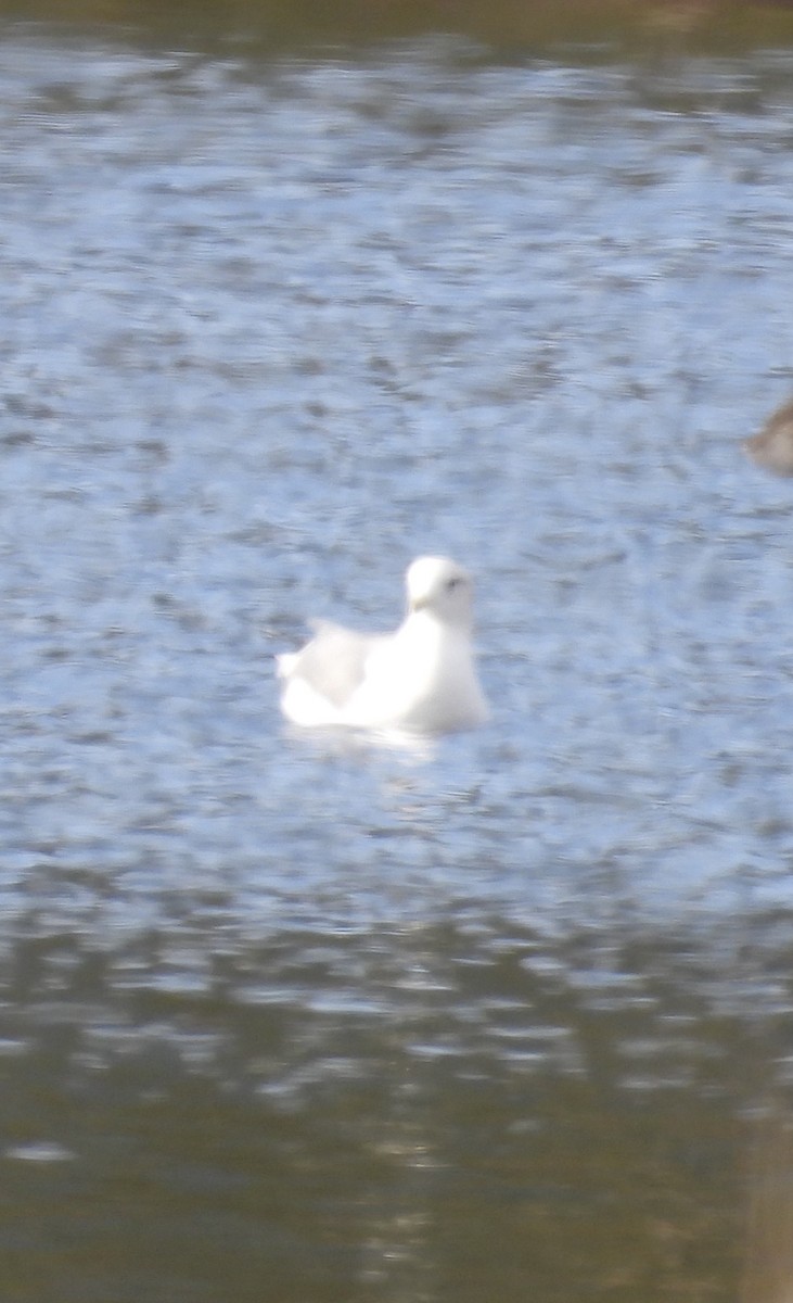 gull sp. - ML646266486