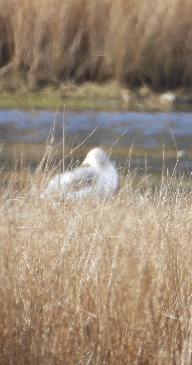 gull sp. - ML646266487