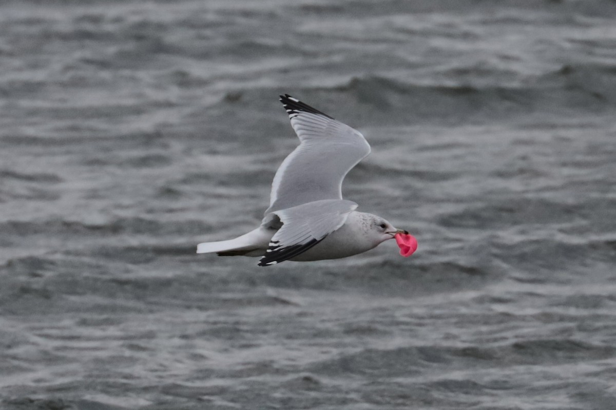 Мартин делаверський - ML646266488